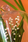 Lilies of the Valley under a bell jar in a house, Provence, France