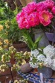 Spring table, peonies, Lady Banks' rose, guelder-rose, Provence, France