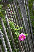 Wooden fence and rose tree, Provence, France