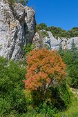 Les gorges de Sénanque, Provence, arbre à perruque, France