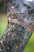 Bark beetles attack on an olive tree, Provence, France