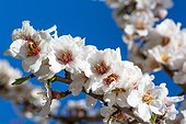 Almond tree in bloom in Venasque - Pronvence - France
