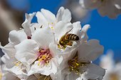 Almond tree in bloom with bee in Venasque - Pronvence - France