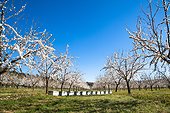 Almond trees in bloom and hives in Venasque - Pronvence - France