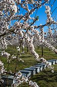 Almond trees in bloom and hives in Venasque - Pronvence - France
