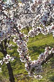 Almond tree in bloom in Venasque - Pronvence - France