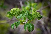 Young floral shoot of a guelder-rose, Provence, France