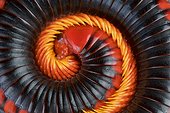 Fire Millipede (Aphistogoniulus corallipes)