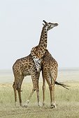 Kenya, Réserve nationale du Masai-Mara, girafe masai (Giraffa cameleopardalis tippelskirchi), combat de mâles