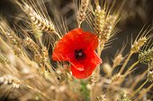 Poppy and ears of ripe wheat, France