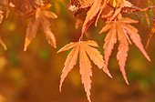 Maple of Japan with the autumn colors
