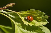 Beetle, Adalia decempunctata. Allindelille Fredskov, Denmark in May
