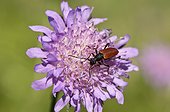 Longhorn beetle, Anastrangalia sanguinolenta, in Small Scabious (Scabiosa columbaria). Hinshult, Sweden in July