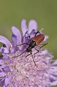 Longhorn beetle, Anastrangalia sanguinolenta, in Small Scabious (Scabiosa columbaria) . Hinshult, Sweden in July