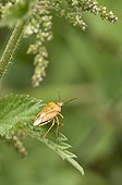 Black-shouldered Shield Bug (Carpocoris purpureipennis). Bäckebo, Sweden in July