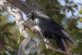 Common Raven (Corvus corax). Swamp Canyon, Bryce Canyon National Park, Utah