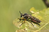 Robberfly (Dioctria hyalipennis). Molslaboratoriet, Denmark in June