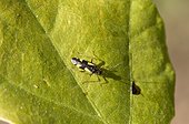 Bug (Dryophilocoris flavoquadrimaculatus) on Oak-leaf. Molslaboratoriet, Denmark in June