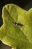 Bug (Dryophilocoris flavoquadrimaculatus) on Oak-leaf. Molslaboratoriet, Denmark in June