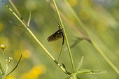 Mayfly (Ephemera vulgata). Aboda, Sweden in June