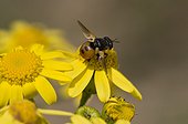 Small fly, Gymnosoma nudifrons, in yellow flower. Melby Overdrev, Denmark in June