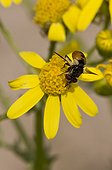 Small fly, Gymnosoma nudifrons, in yellow flower. Melby Overdrev, Denmark in June