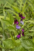Spring Pea (Lathyrus vernus) flower. Allindelille Fredskov, Denmark in May
