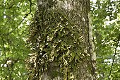 Lung Lichen, Tree lungwort (Lobaria pulmonaria). Småland Sweden in August