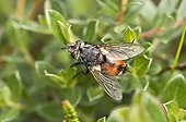 Fly (Peleteria rubescens). Melby Overdrev, Denmark in June