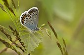 Silver-studded Blue (Plebejus argus). Bäckebo, Sweden in July