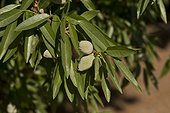 Almond (Prunus dulcis). California, USA