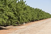 Almond (Prunus dulcis). California, USA