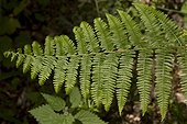 Bracken / Brake (Pteridium aquilinum). Ravnsholte skov, Denmark in June