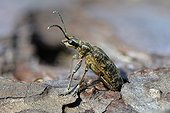 Ribbed Pine Borer (Rhagium inquisitor). Newly hatched and about to leave the Pine-trunk. Asserbo Plantage, Denmark in April