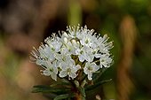 Labrador Tea (Rhododendron tomentosum). Bäckebo; Sweden in June