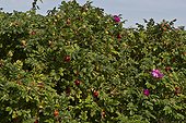 Japanese Rose (Rosa rugosa). Vrangeskov, Denmark in August