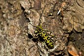 Ladder-marked Longhorn Beetle (Saperda scalaris). Allindelille Fredskov, Denmark in June