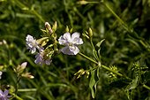 Soapwort (Saponaria officinalis). Denmark in August