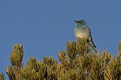 Mountain bluebird (Sialia currucoides). Panguitch, Utah USA