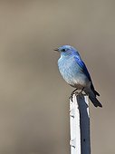 Mountain bluebird (Sialia currucoides) male. Near Panguitch, Utah, USA