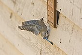 Mountain bluebird (Sialia currucoides) female. Near Panguitch, Utah, USA