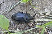 Burying Beetle (Silpha tristis). Gilsætre, Øland, Sweden in July
