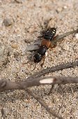 Rove Beetle (Staphylinus erythropterus). Melby Overdrev, Denmark in May
