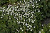 Greater Stitchwort (Stellaria holostea). Allindelille Fredskov, Denmark in May