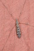 Cranefly (Tipula confusa). Tuvesjön, Hornsborg, Småland. Sweden in August