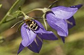 Beetle (Trichius fasciatus). Sweden in July