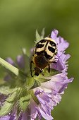 Bee Beetle (Trichius fasciatus). Sweden in July