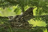 Fieldfare (Turdus pilaris) chiks in nest. Kværkeby, Denmark in May
