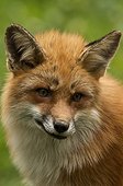 Fox (Vulpes vulpes) . Skånes Dyrepark, in captivity. Sweden in June