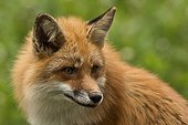 Red Fox (Vulpes vulpes) . Skånes Dyrepark, in captivity. Sweden in June